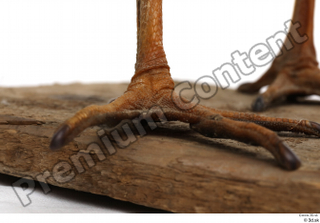 Black stork foot 0004.jpg